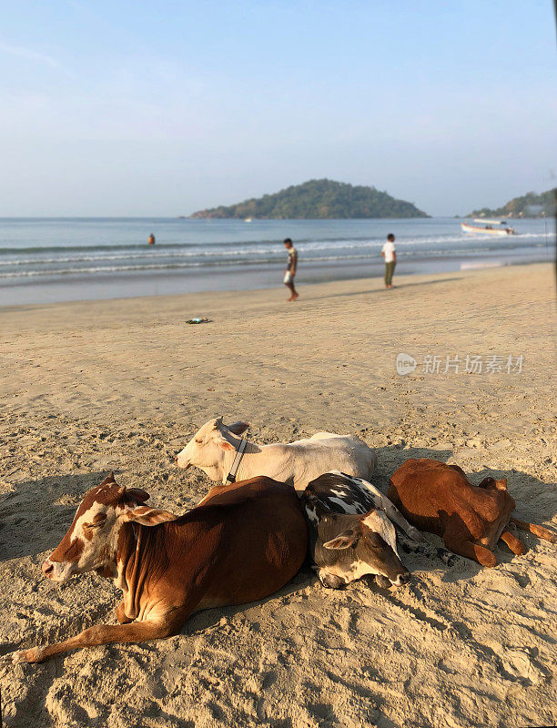 在印度果阿的旅游海滩/度假胜地，四头慵懒的野生圣牛在棕色和白色的沙滩上晒太阳